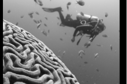 https://unsplash.com/search/photos/brain-sea foto di Vald Tchompalov 
